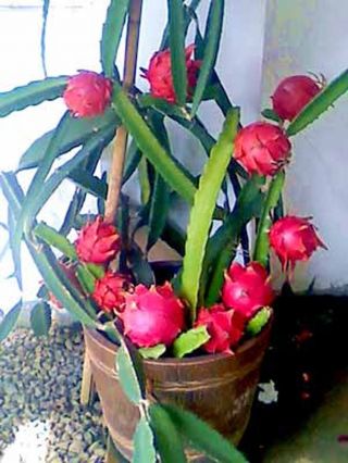 Rare Red Dwarf Dragon Fruit - Pitaya Mature Cuttings Rare Ready To Grow