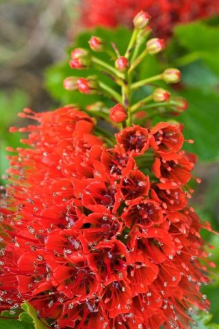 Greyia Sutherlandii,  Rare Natal Bottlebrush Tree Tropical Plant Seed 10 Seeds