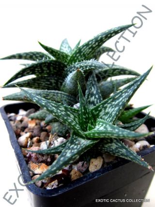 Rare Aloe Descoingsii @j@ Agave Healing Medicinal Succulent Plant Seed 10 Seeds