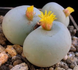 Conophytum Calculus,  Exotic Cactus Rare Living Stones Mesemb Cacti Seed 15 Seeds