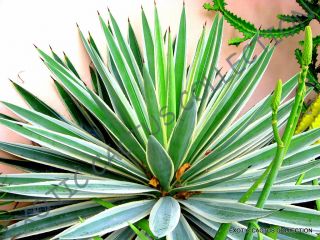 Rare Agave Angustifolia Variegated @ Exotic Succulent Cactus Seed Plant 15 Seeds