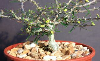 Euphorbia NEOBOSSERI exotic color madagascar rare bonsai blue cacti seed 5 seeds 2