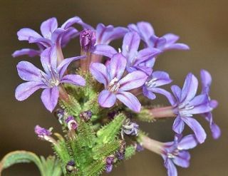 Plumbago Europaea,  Rare Leadwort Exotic Purple Flowers Butterfly Seed 20 Seeds