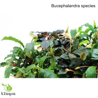 Bucephalandra Species - Live Aquarium Plants Terrarium Tropical Aquascaping Rare