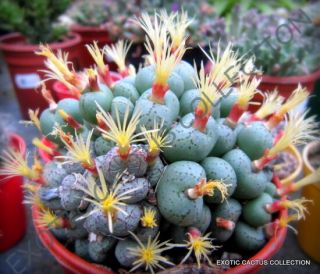 Rare Conophytum Uvaeforme Exotic Cactus Living Stones Mesemb Cacti Seed 15 Seeds