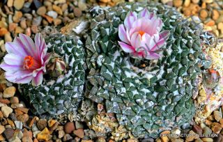 Rare Ariocarpus Kotschoubeyanus @j@ Exotic Flowering Cactus Cacti Seed 10 Seeds