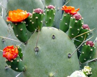 Opuntia Quimilo,  Rare Prickly Pear Cactus Exotic Platyopuntia Seed - 20 Seeds