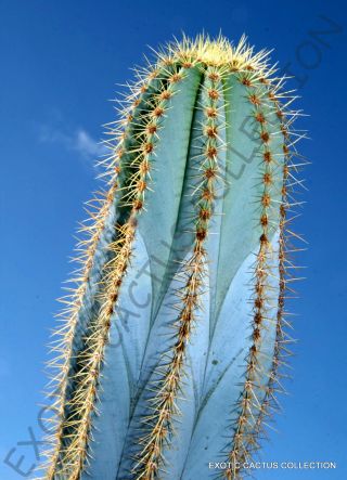 Pilosocereus Magnificus @@ Exotic Color Columnar Rare Cacti Cactus Seed 10 Seeds