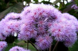 3 Rare Purple Mist Flower Plants - Bartlettina Sordida - Blue Torch Mexico