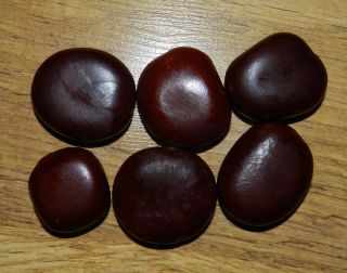 very rare AFRICAN DREAM HERB Seed (The Largest Vine seeds in the World) 5 Seeds 5