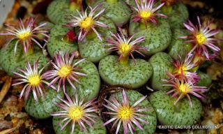 Rare Conophytum Obcordellum Ssp Ceresianum @@ Living Stones Mesemb Seed 15 Seeds