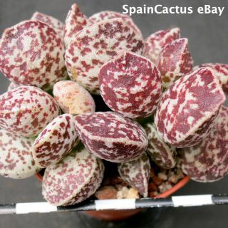 Adromischus Marianiae Cv.  Bryan Makin 1/3 King Size Rare Succulent Plant 21/7