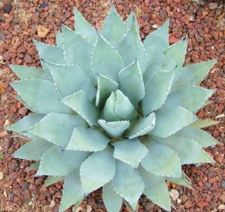 Agave Parryi Var.  Cousei Hardy Exotic Succulent Aloe Rare Plant Seed 15 Seeds