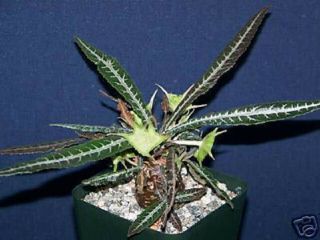 Dorstenia Lanzifolia Rare Succulents Seed 10 Seeds