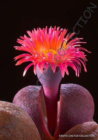Rare Pleiospilos Nelii Royal Flush @@ Mesembs Living Stones Cactus Seed 20 Seeds
