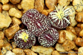 Rare Conophytum Minimum Wittebergense Mesembs Exotic Succulent Stones 15 Seeds