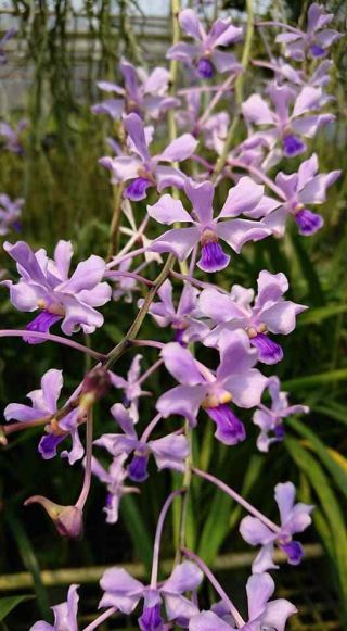 Vanda Coerulescens Blue Orchid Plant Rare Species Bloomong Big Size Cites