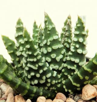 Haworthia Pumila " Donuts " Exotic Rare Miniature Succulent Cactus Aloe 10 Seeds