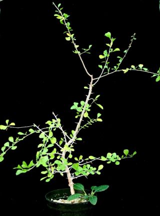 Commiphora Simplicifolia Rarely Offered Seed Grown Plant Commiphora Plant