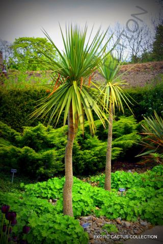 Cordyline Australis Cabbage Tree @j@ Exotic Rare Palm Trees Plant Seed 10 Seeds