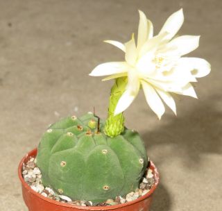 Matucana Madisoniorum White Flower Rare Cactus Plant Ariocarpus Aztekium Q