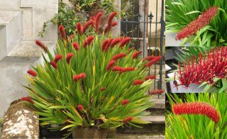 Extremely Rare Xeronema Callistemon Poor Knights Lily Vulnerable 4 Seeds