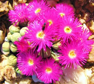 Argyroderma Subalbum,  Rare Mesembs Exotic Succulent Cactus Seed Stones 20 Seeds
