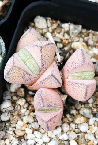 Ihlenfeldtia Vanzylii,  Rare Mesembs Rock Succulent Living Stones Seed 15 Seeds