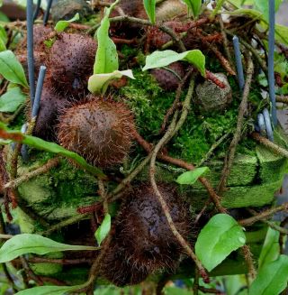 Microgramma Brunei - Rare,  Established Tropical Epiphytic Ant Fern With Tubers