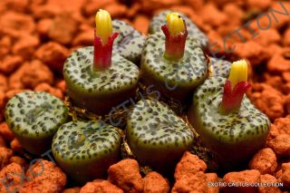 Rare Conophytum Obcordellum Mesemb Exotic Succulent Seed Living Stones 15 Seeds