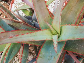 Aloe cultivar SUNSET @@ exotic hybrid rare color succulent cactus seed 10 SEEDS 2