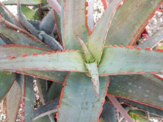 Aloe cultivar SUNSET @@ exotic hybrid rare color succulent cactus seed 10 SEEDS 3