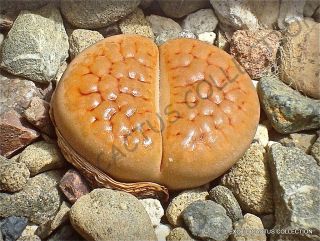 Rare Lithops Hookeri Lutea Living Stones Exotic Mesembs Live Rocks Seed 15 Seeds