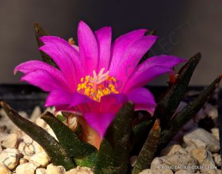 Rare Ariocarpus Agavoides Exotic Flowering Cactus Succulent Cacti Seed 10 Seeds