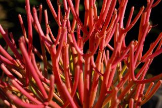 Rare Euphorbia Tirucalli Rosea Exotic Red Pencil Firesticks Milkbush - 5 Seeds