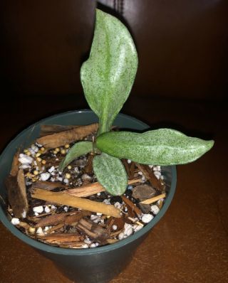 Hoya Carnosa Gray Ghost (rare),  Ship In 4” Pot Actual Plant — - - Reserved