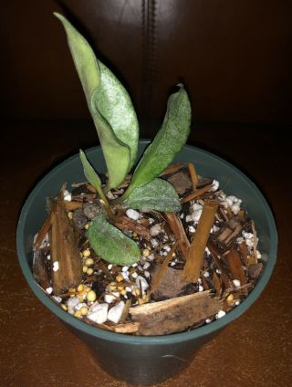 Hoya carnosa Gray Ghost (RARE),  Ship In 4” Pot ACTUAL PLANT — - - RESERVED 2