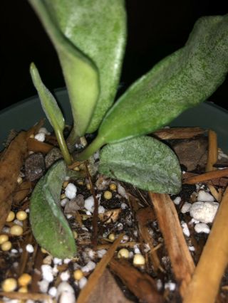 Hoya carnosa Gray Ghost (RARE),  Ship In 4” Pot ACTUAL PLANT — - - RESERVED 4