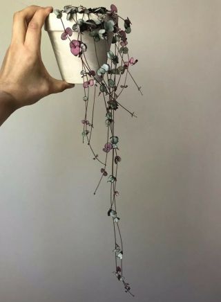 Rare Large Ceropegia Woodii - String Of Hearts 