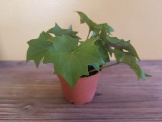 Rare Old Fashioned Senecio German Wax Ivy Trailing Succulent 2.  5 " Starter Plant