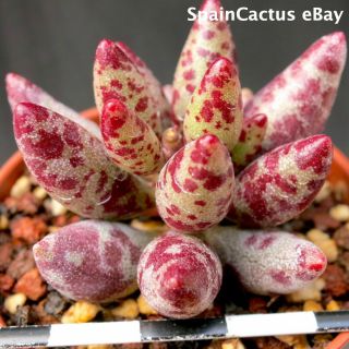 Adromischus Filicaulis Cv.  “red Egg” Red Colors Rare Succulent Plant 30/6