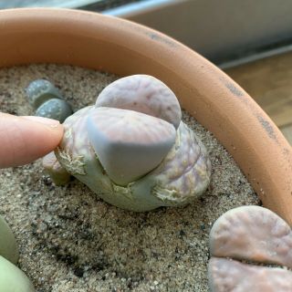Rare Lithops,  Living Stone,  4 - Year - Old Mature Plant,  Succulent.