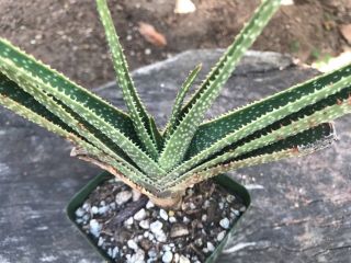 A,  Aloe Compressa Var.  Rugosquamosa Very Rare Specimen Aloe