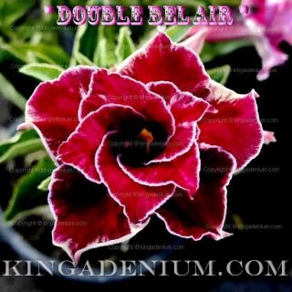 Adenium Obesum Desert Rose " Double Bel Air " 20 Seeds Fresh Hybrid Rare