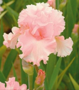 2 Light Pink Rare Bearded Iris Bulbs From China Gorgeous Beauty Garden Flowers