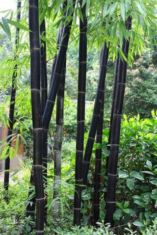 40 Rare Black Timor Bamboo Seeds Bambusa Lako Usa Seller Fast