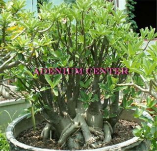 Adenium Desert Rose Arabicum " Dwarf Black Giant " 10 Seeds Fresh Rare