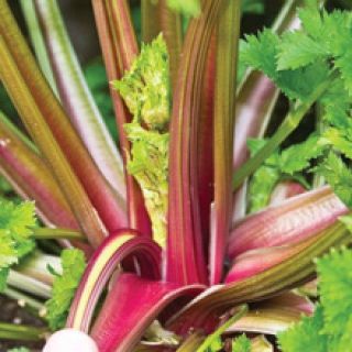 Redventure Red Celery 100 - 1000 Seeds Organic Heirloom Rare Non - Gmo Bulk