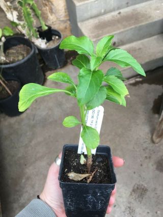 Ocimum Selloi Green Pepper Basil Live Plant In 2.  5 Inch Pot Rare Plant