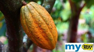 01 Whole Cocoa Pod Theobroma Cacao Viable Seeds Rare Fresh Coco